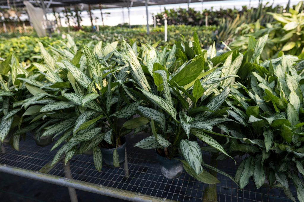Green Skills Production Endowment
