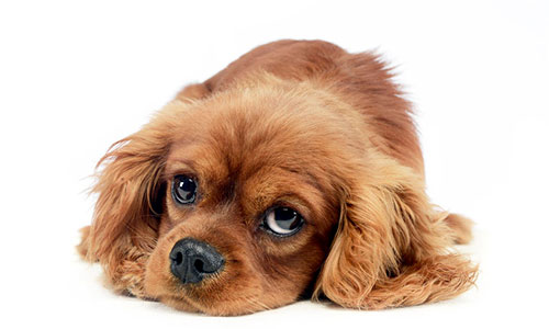 dog named Mandy