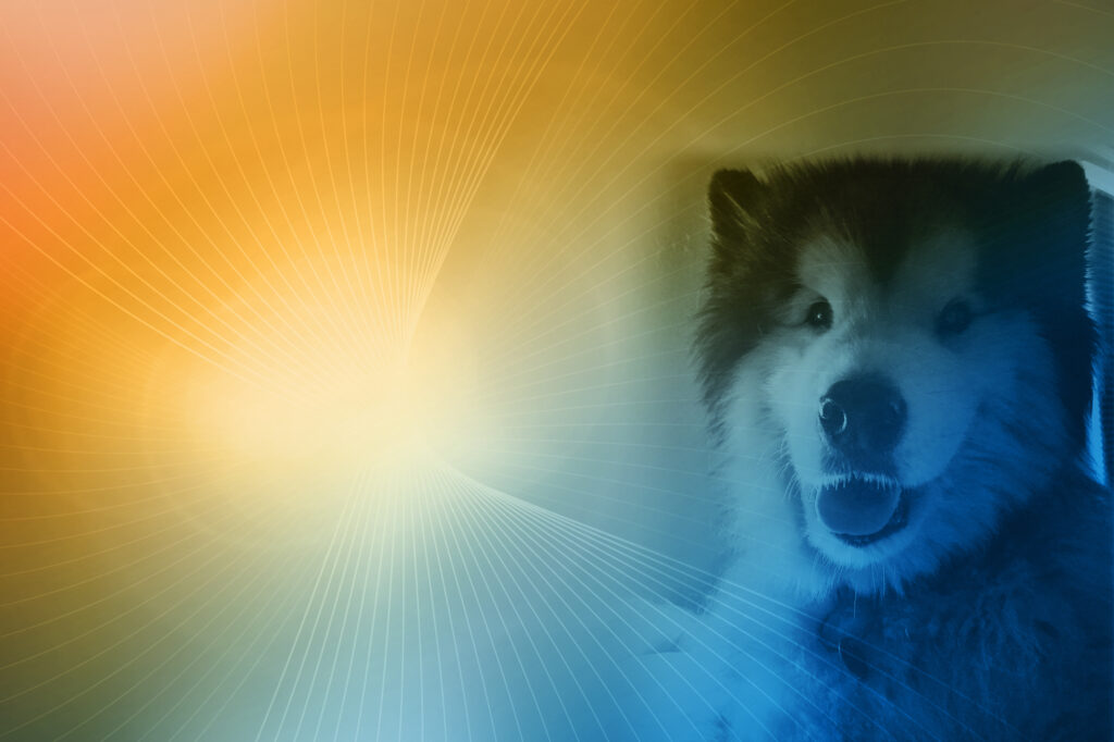 Advancement in Integrative Veterinary Medicine: The Leo Silver Scholarship