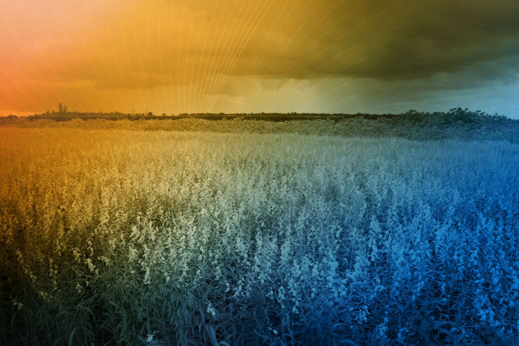 Agronomy: Growing the Future