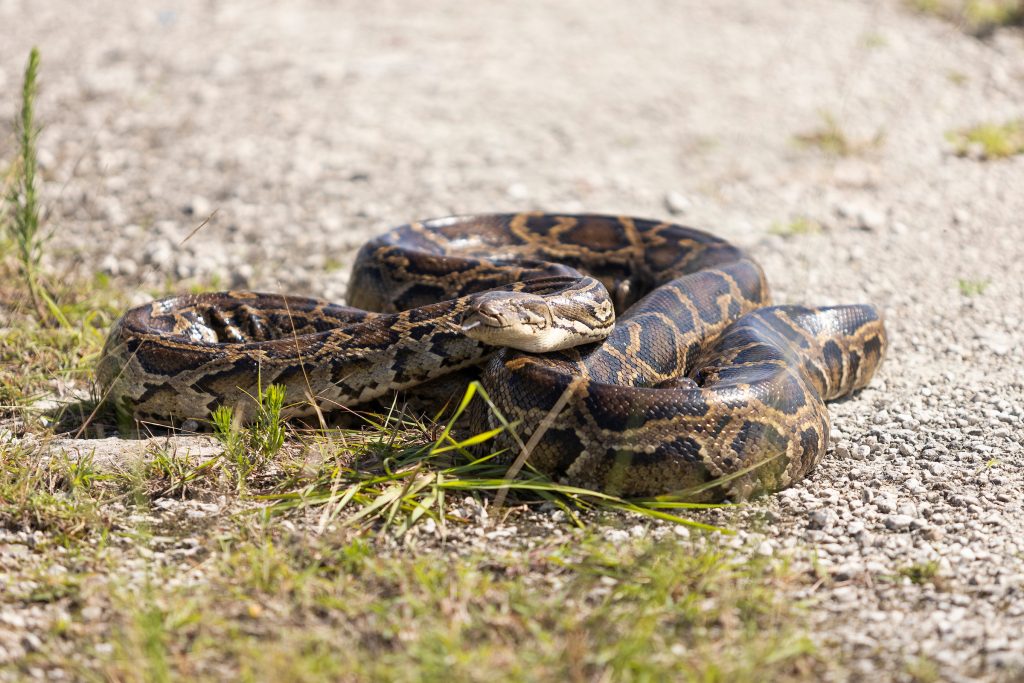 Project Hopper: UF Everglades Python Removal Program